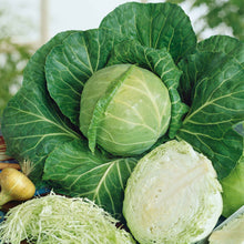 A close-up shot of the vibrant green, round head of a "Golden Acre" cabbage plant, freshly harvested.