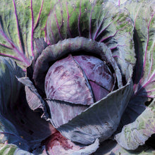 Overhead view of mature Red Acre cabbage ready for harvest.