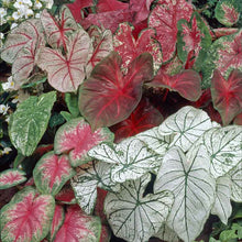 A vibrant mix of red, pink, and white caladium leaves with prominent green veins.