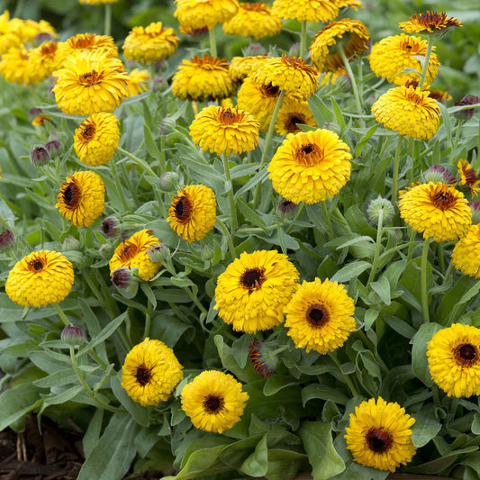 calendula bulls eye