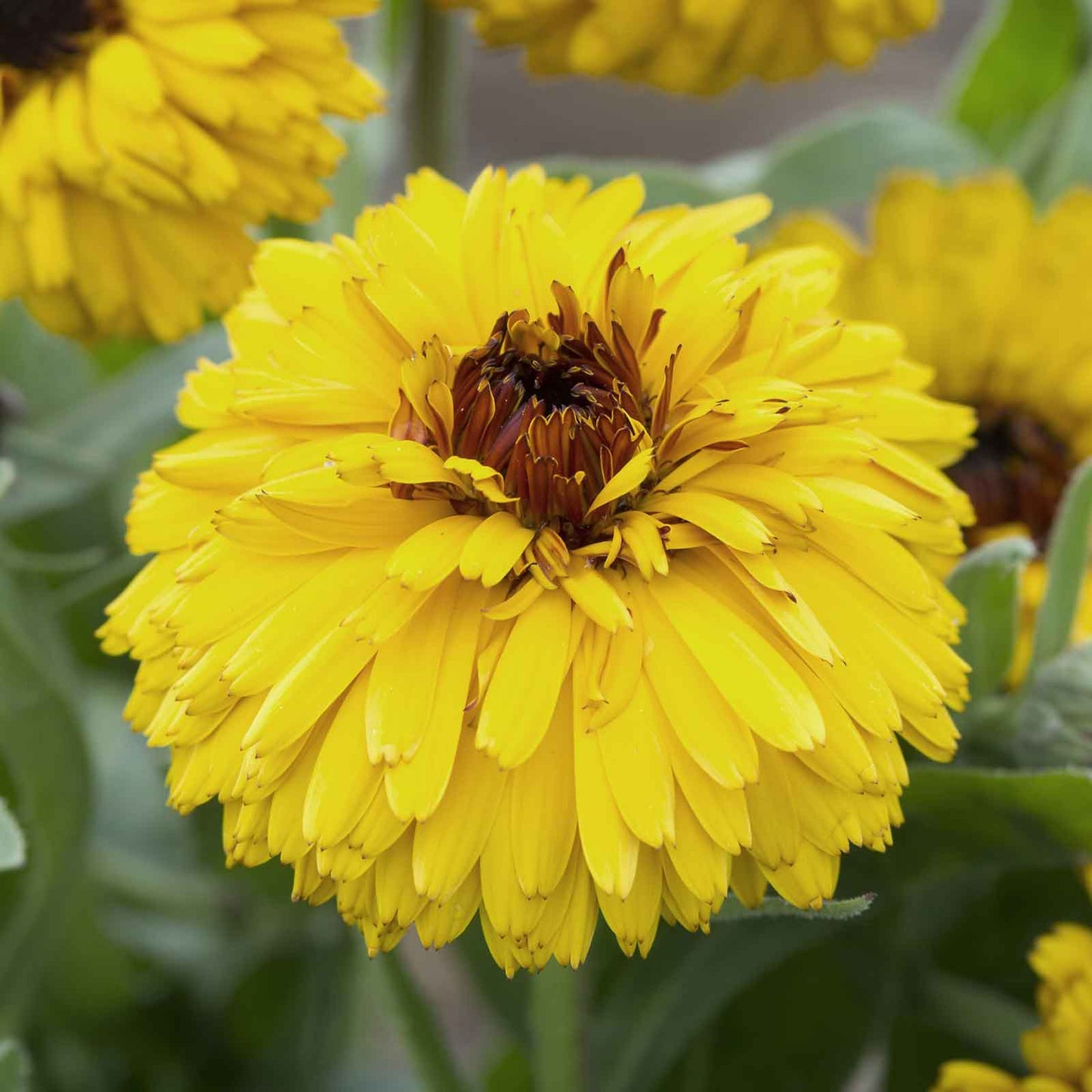 calendula bulls eye