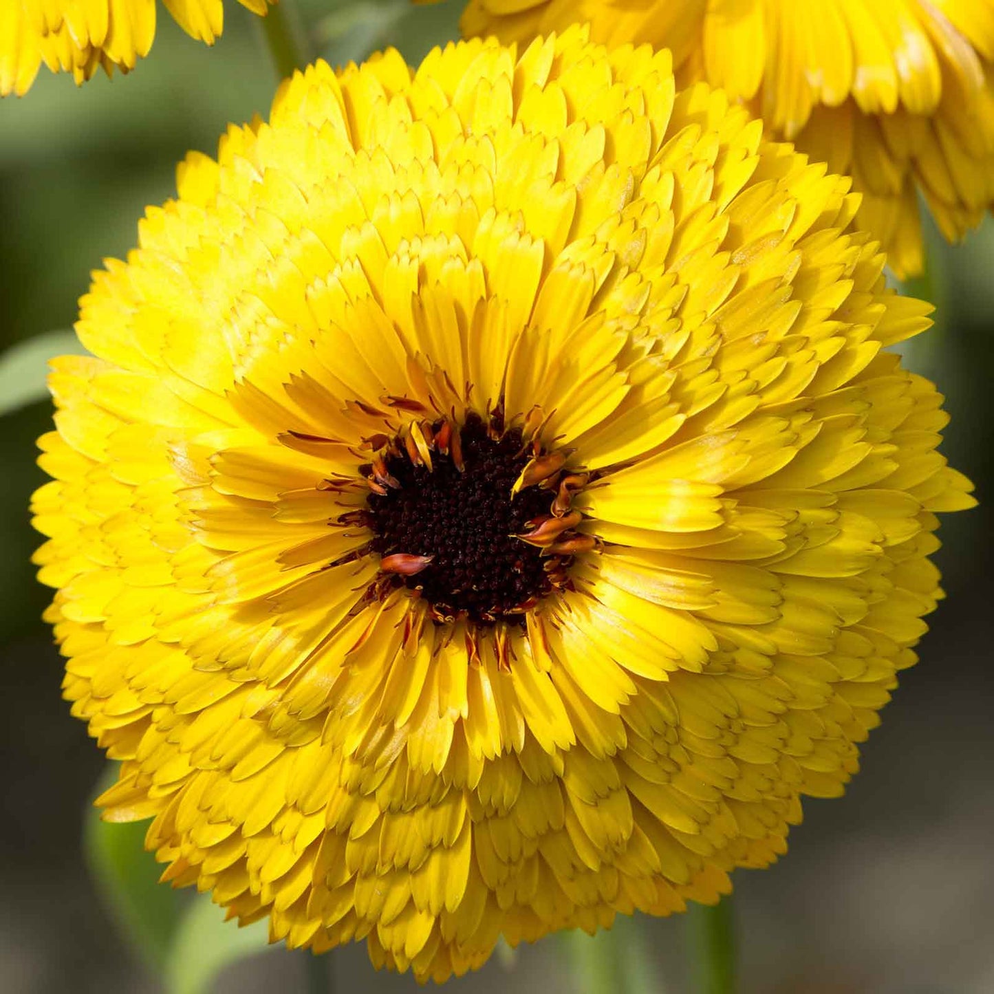 calendula bulls eye