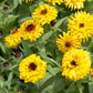 calendula bulls eye
