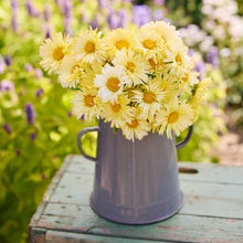 A bouquet of calendula ivory princess flowers arranged in a small lavender metal pitcher, placed on a weathered green wooden surface with a blurred garden background.