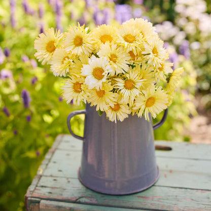 A bouquet of calendula ivory princess flowers arranged in a small lavender metal pitcher, placed on a weathered green wooden surface with a blurred garden background.