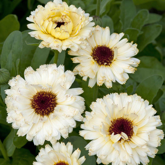 calendula ivory princess
