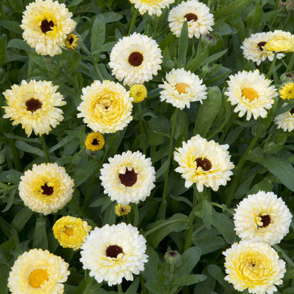 A close-up of a delicate, creamy white calendula flower with multiple layers of petals.