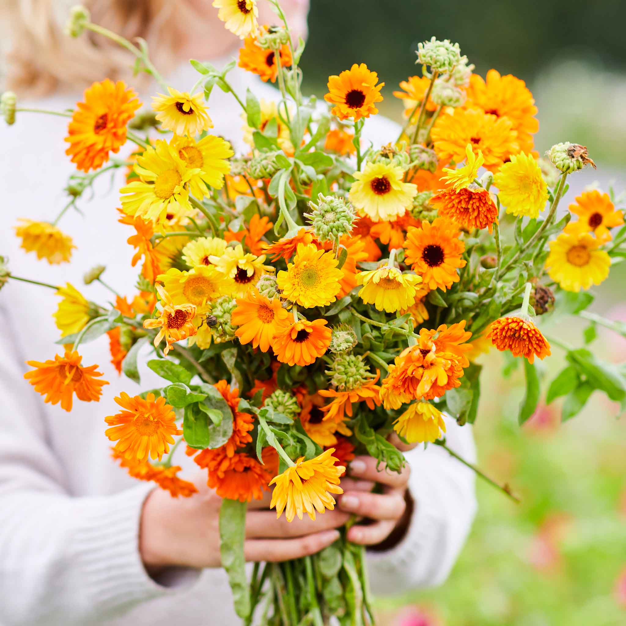 Bouquet of blooming Kablouna Calendula flowers with vibrant orange petals and a dark center.