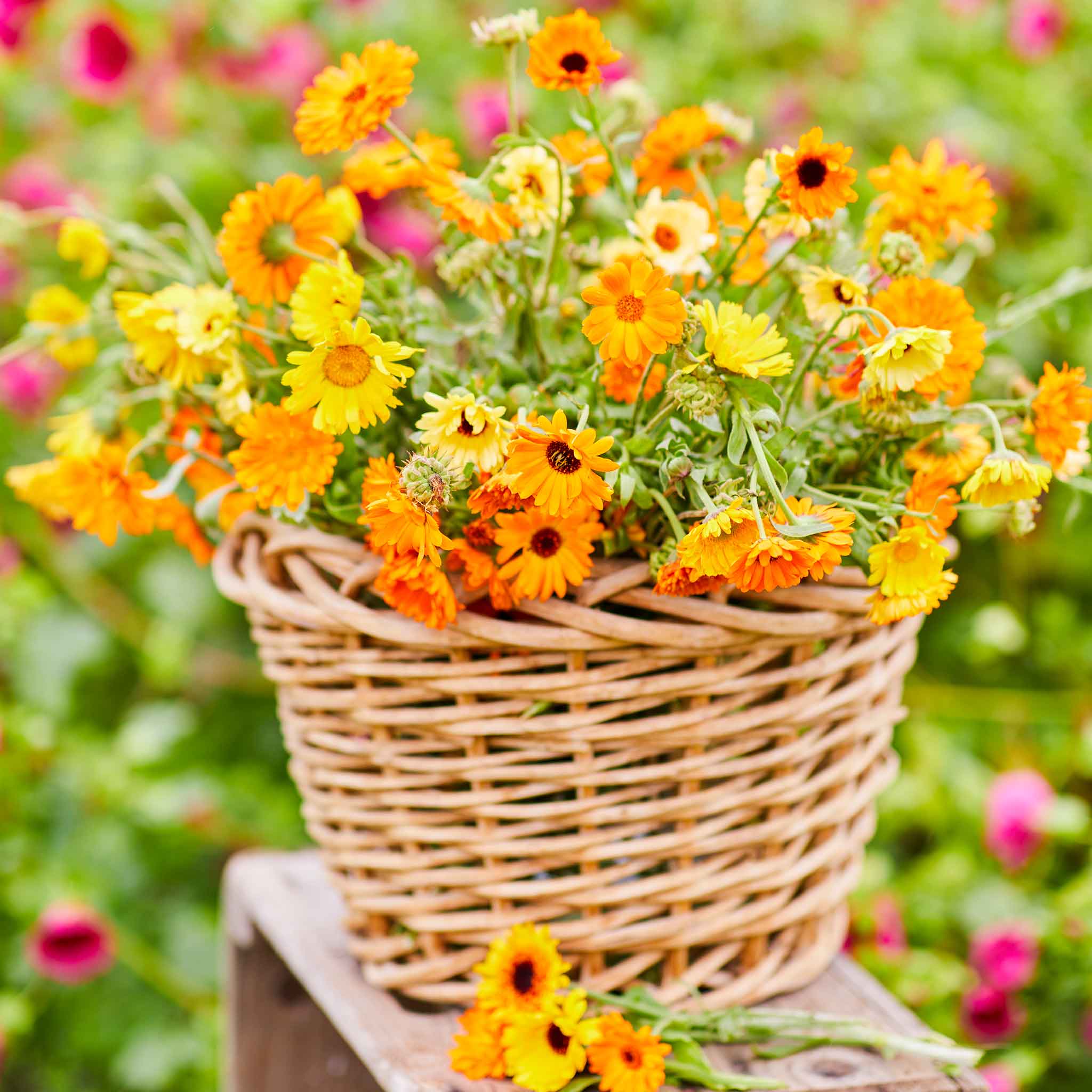 Bright orange and yellow Kablouna calendula flowers with ruffled petals and dark centers.