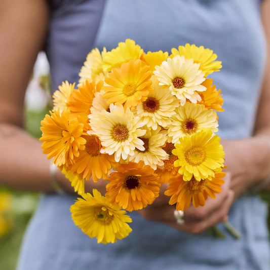 Bouquet of yellow and orange calendula kinglet mix flowers held by a person wearing a blue shirt.