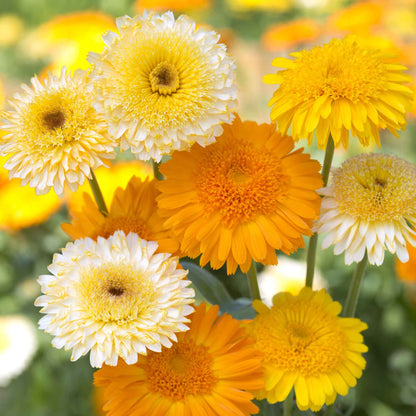 A cluster of kinglet mix calendula flowers in sunny shades of lemon yellow, orange, and peach.