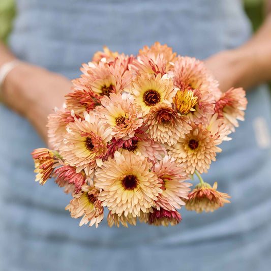 Bouquet of pink and yellow calendula orange flash flowers held by a person against a blurred background