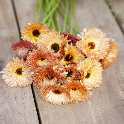 Bouquet of orange flash calendula flowers with bronze undersides and green stems.