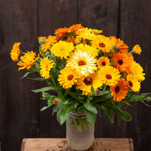 An organic Pacific Beauty Mix calendula flower, showing its orange and yellow petals.