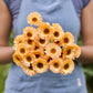 Bouquet of pink and yellow calendula pink surprise flowers held by a person against a blurred background