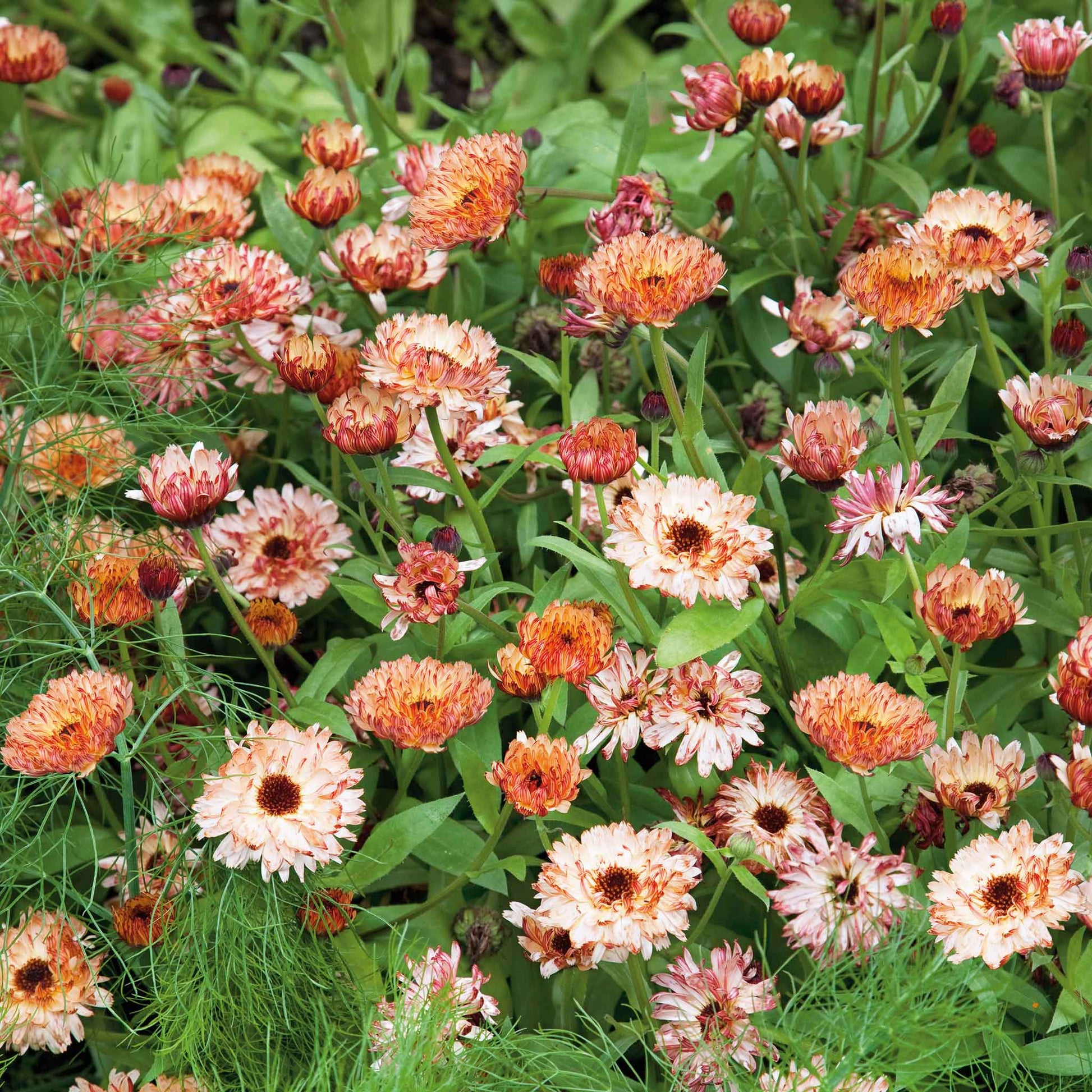 Close-up of a blooming calendula flower with sunset-colored petals, primarily soft orange and buff.