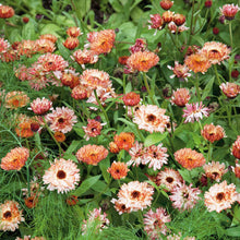 Close-up of a blooming calendula flower with sunset-colored petals, primarily soft orange and buff.