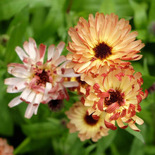 A close-up of a blooming calendula flower with soft orange petals and a dark center.