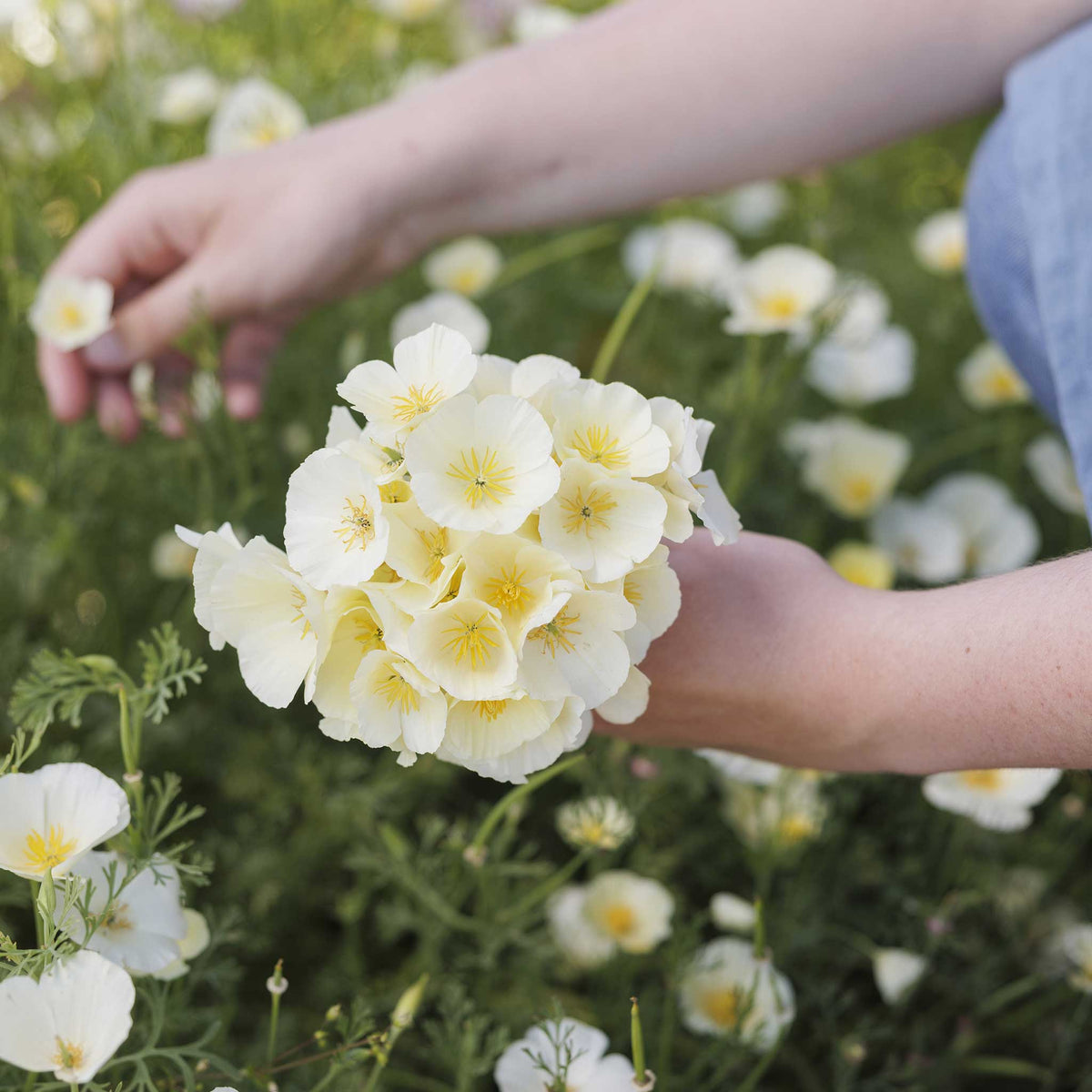 A person holding a small bouquet of california poppy alba in a natural setting