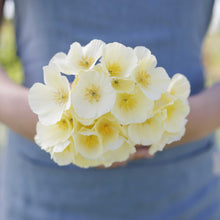 A person holding a small bouquet of california poppy alba in a natural setting