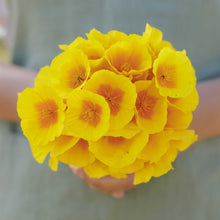 A person holding a small bouquet of california poppy golden west in a natural setting