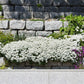 candytuft snow flurries