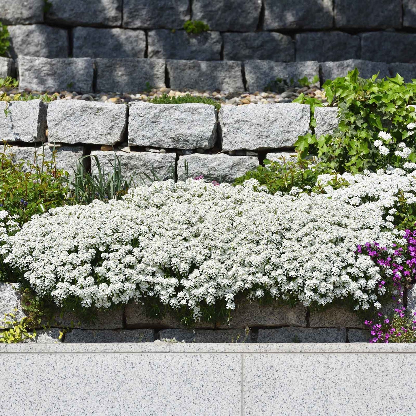 candytuft snow flurries