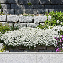 White candytuft snow flurries blooming with lush green foliage in a garden setting