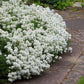 candytuft snow flurries