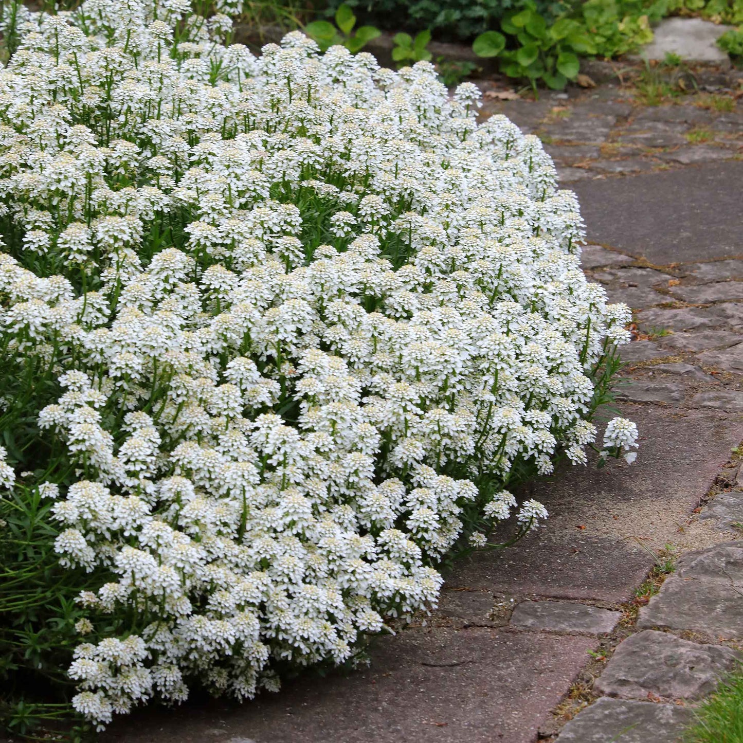 candytuft snow flurries