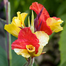 A vibrant Canna Lily 'Cleopatra' in full bloom, showcasing its striking yellow petals with fiery red splashes. | copyright: Floramedia UK Ltd