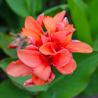 A close-up of a pastel-colored Canna Lily flower with delicate petals and a soft, blurred background.