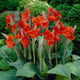 Canna Lily Bulbs - The President