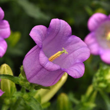 A close-up of canterbury Bells Mixed shows a pruple bloom with yellow stamens and dark green leaves.