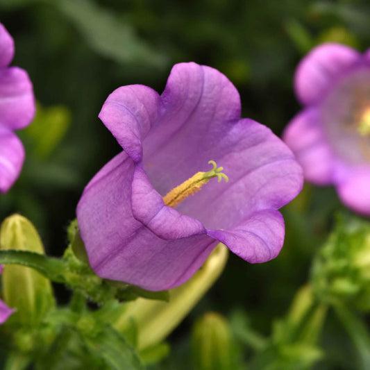 canterbury bells campana lilac