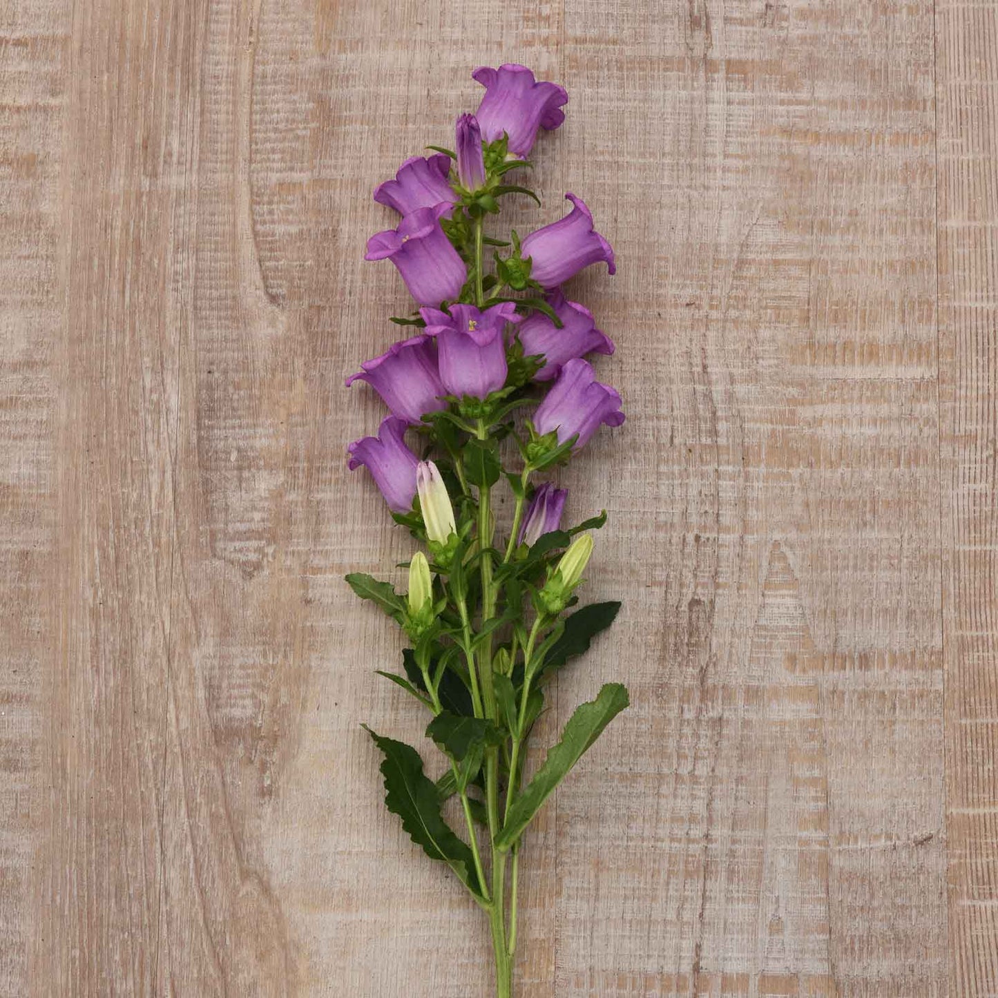 canterbury bells campana lilac