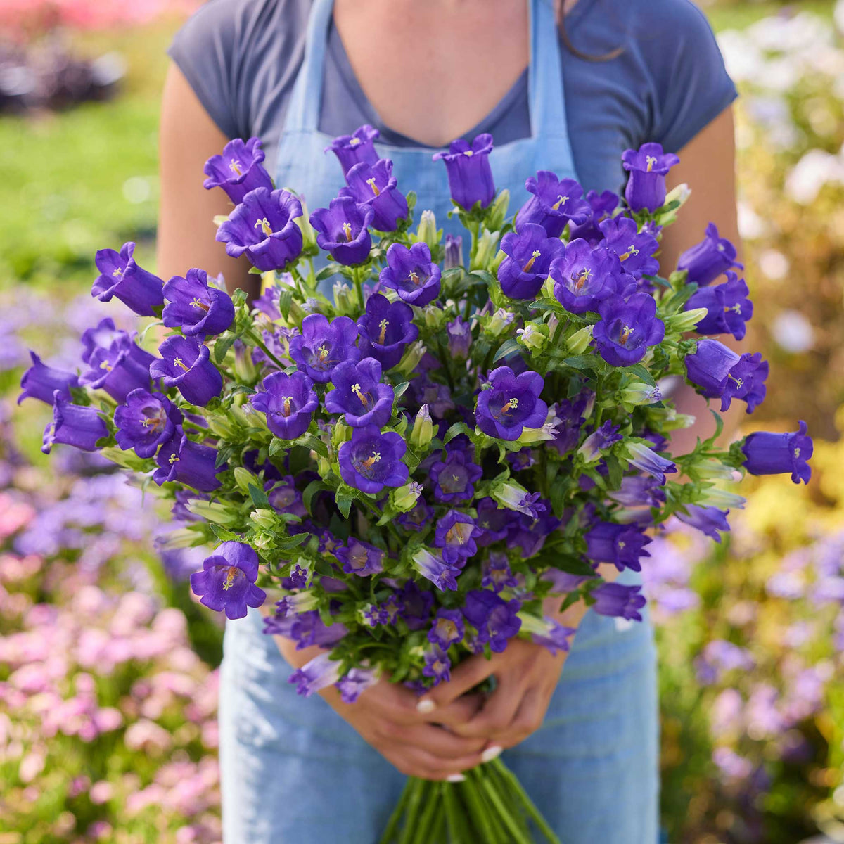 A person holding a bouquet of canterbury bells champion blue flowers in a natural setting