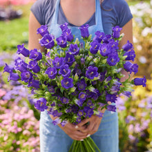 A person holding a bouquet of canterbury bells champion blue flowers in a natural setting