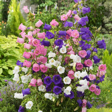 Canterbury Bells mixed colors bloom in a lush, softly blurred garden. | copyright: Floramedia UK Ltd