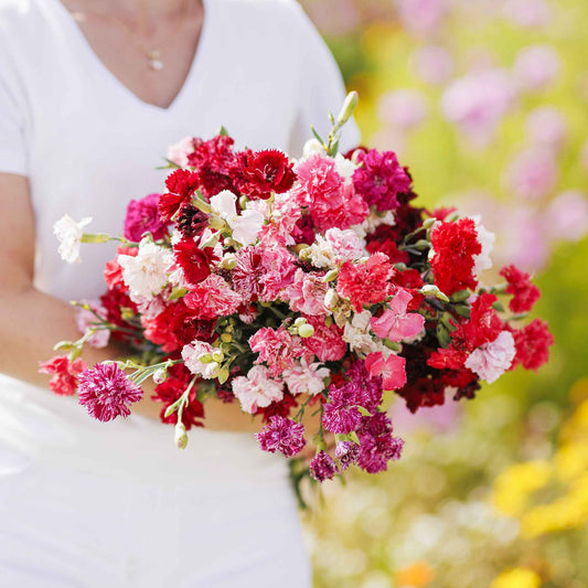 carnation enfant de nice mix