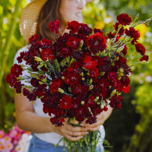 Deep red Grenadin King of Blacks Carnations held by a person against a blurred background.
