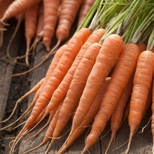 Orange chantenay red cored carrots with green tops are bunched together. | copyright: Floramedia UK Ltd