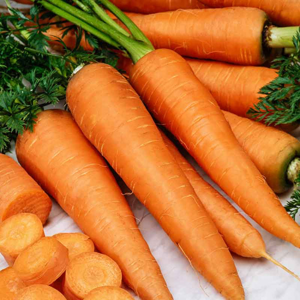 carrot-organic-danvers-126-flo carrot-organic-danvers-126-flo