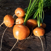 A close-up shot of several small, round, vibrant orange Parisian carrots on a dark background.