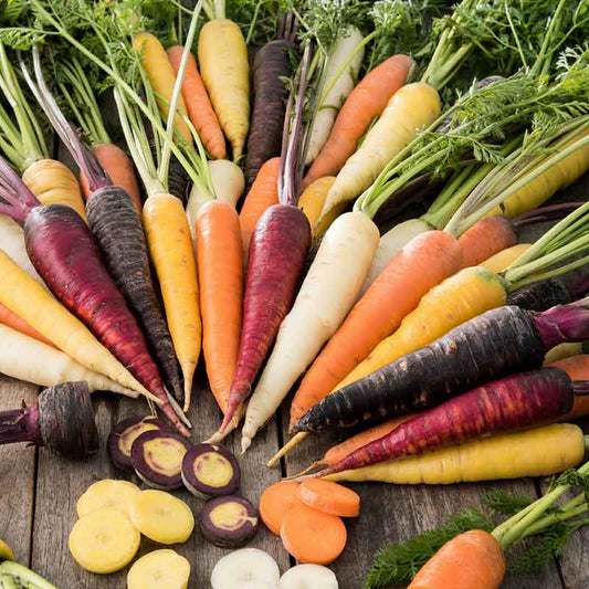 carrot rainblow blend | copyright: Floramedia UK Ltd