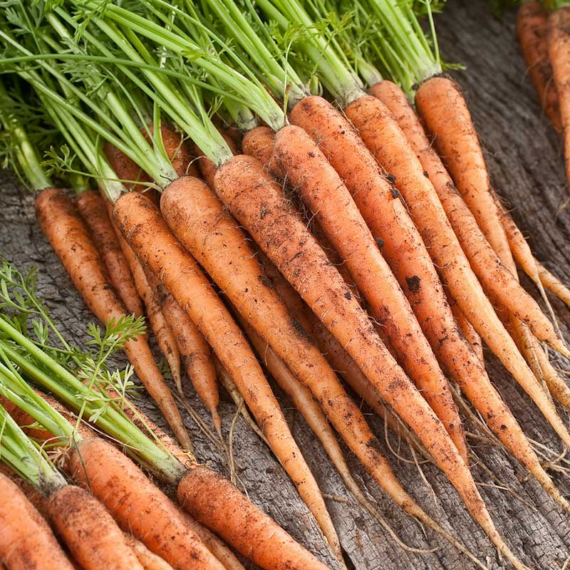 Carrot Seeds Scarlet Nantes