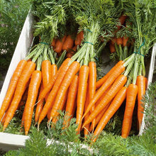A close-up shot of several long, bright orange Tendersweet carrots arranged in a bunch.