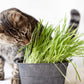 Cat sniffing a pot of green cat grass tabby on a white background