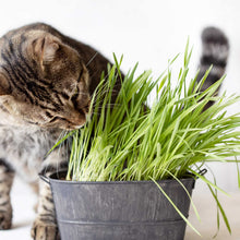 Cat sniffing a pot of green cat grass tabby on a white background