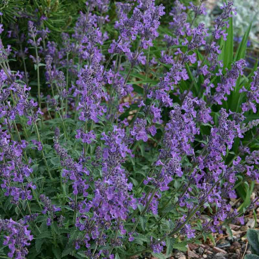 Close-up of blue catmint flowers with green leaves in a garden setting